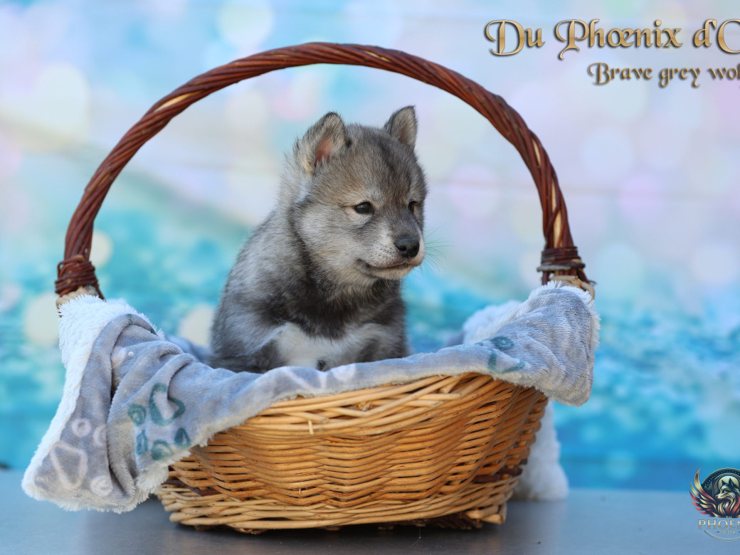 Photo 17 de Mâle 2 - Serena x Ragnar (Février 2026)