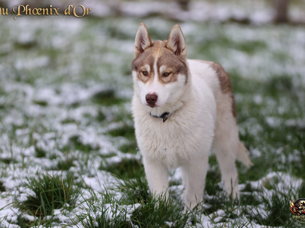 Photo 12 de Mâle 1 - Taïga x Ultra (Août 2025)