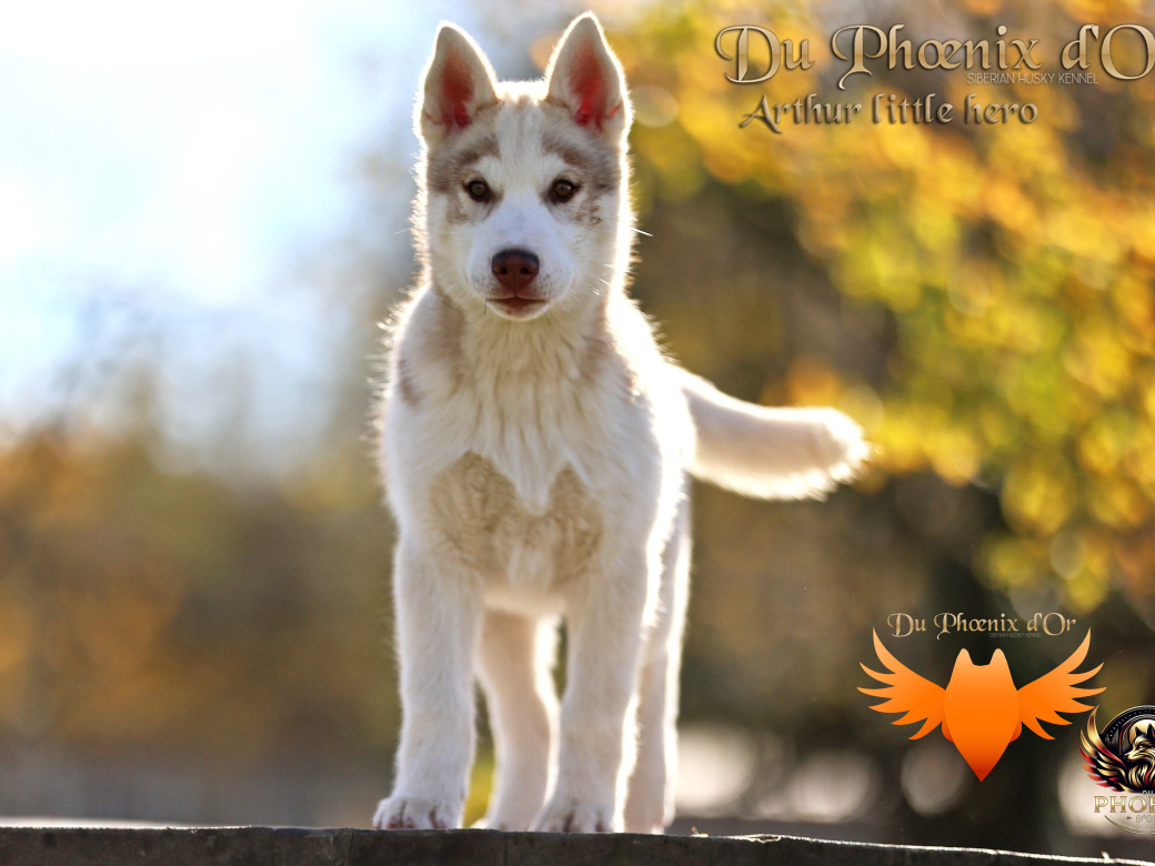 Photo 24 de Mâle 2 - Taïga x Ultra (Août 2025)