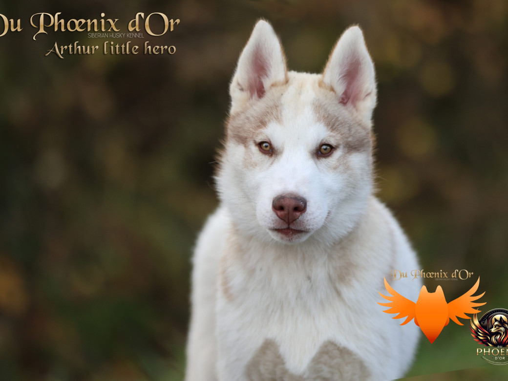 Photo 8 de Mâle 2 - Taïga x Ultra (Août 2025)