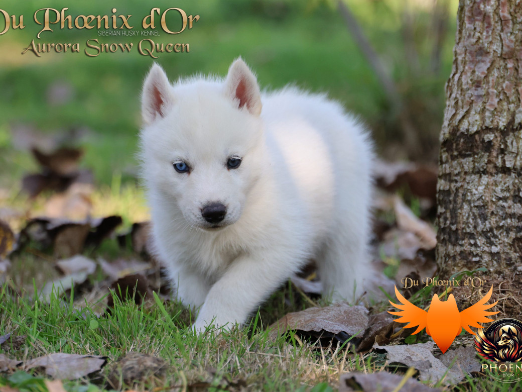 Photo 3 de Femelle 1 - Twilight x Yoshi (Août 2025)