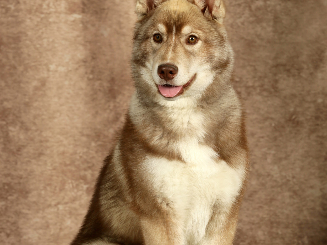 Photo 56 de Unix ultime touch the stars Du Phoenix D'Or