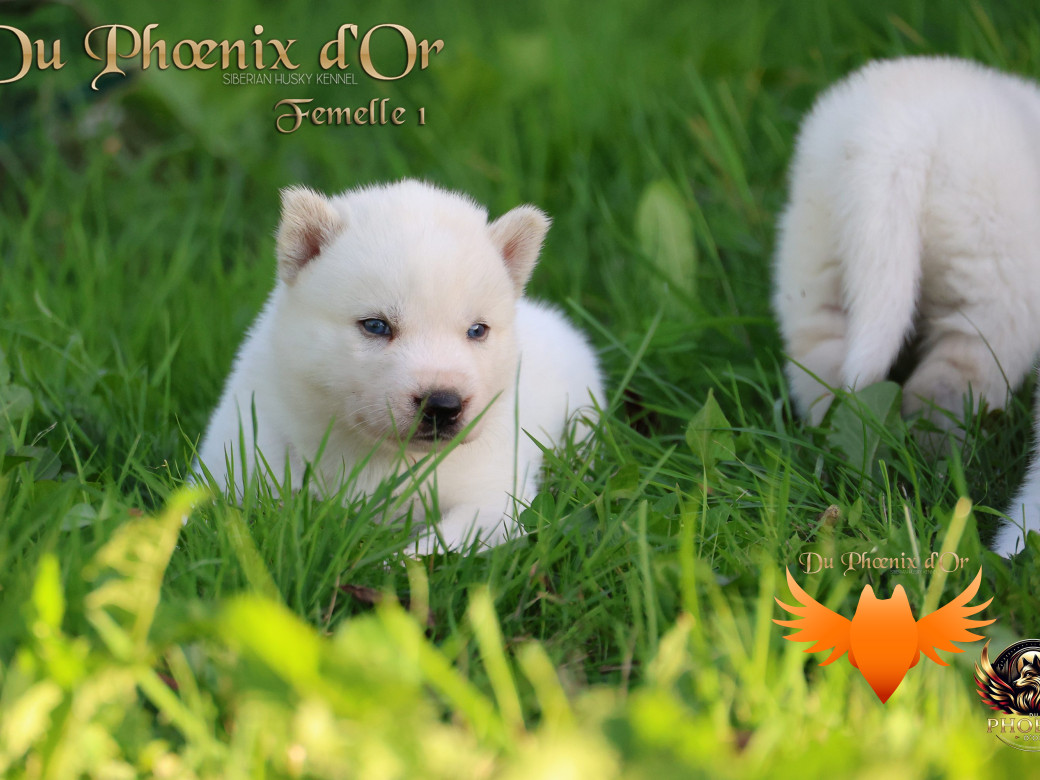 Photo 21 de Femelle 1 - Twilight x Yoshi (Août 2025)