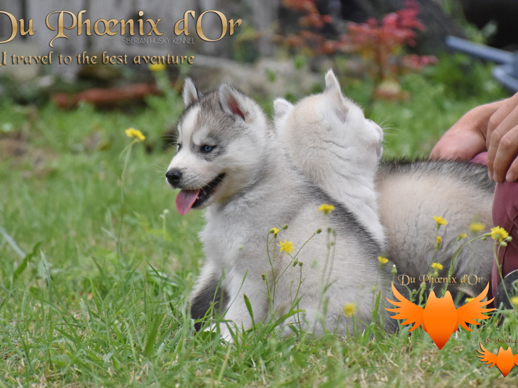 Picture of U travel to the best aventure du Phoenix d'or