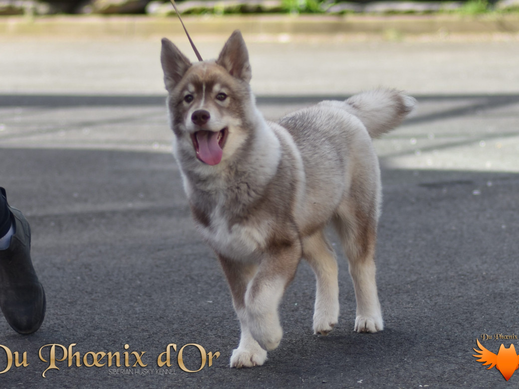 Photo 64 de Unix ultime touch the stars Du Phoenix D'Or