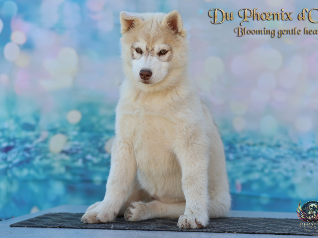 Photo 6 de Femelle 1 - Pandora x Moky (Janvier 2026)