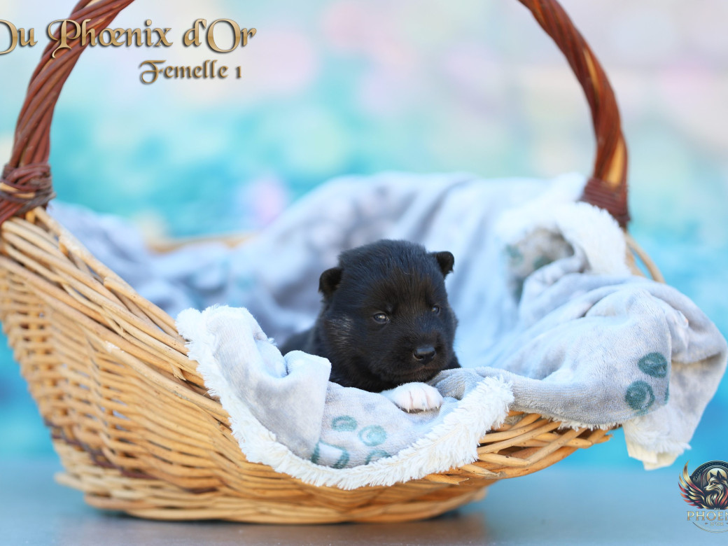 Photo 10 de Femelle 1 - Moon x Ultra (Mars 2026)