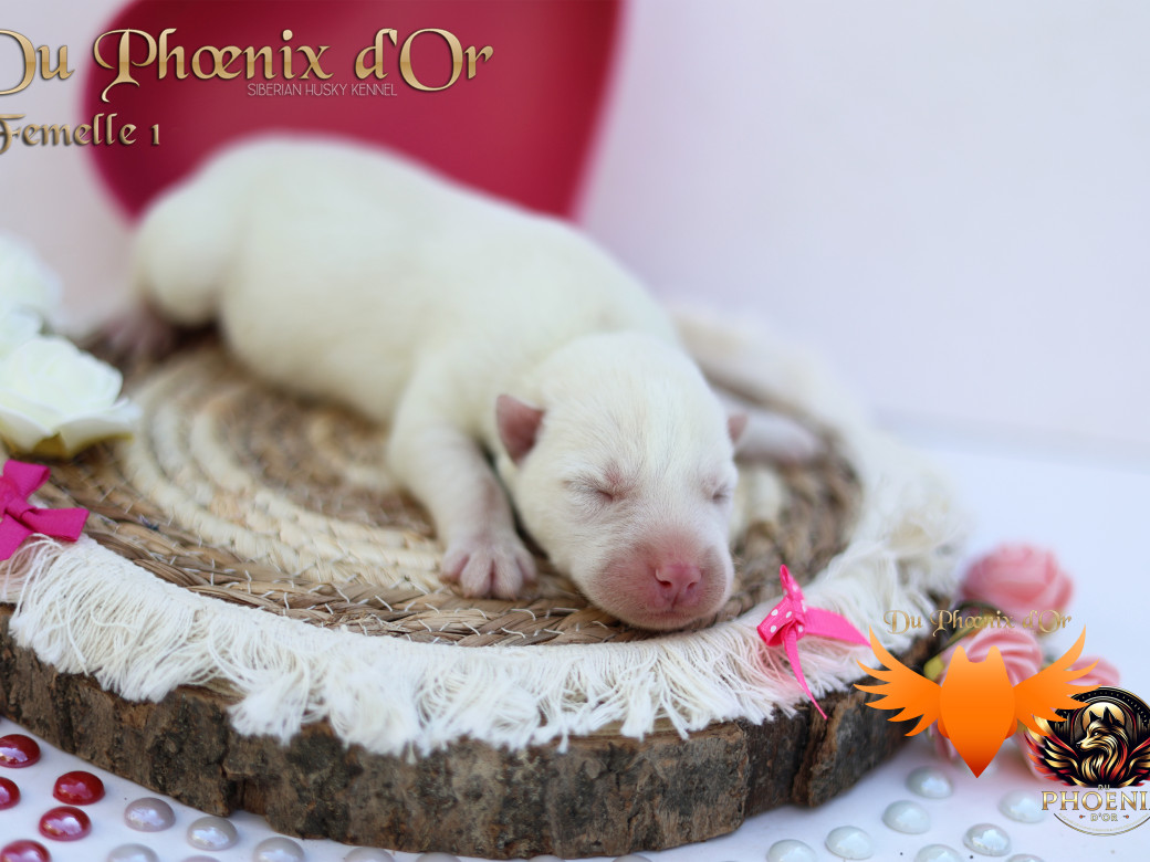 Photo 27 de Femelle 1 - Twilight x Yoshi (Août 2025)