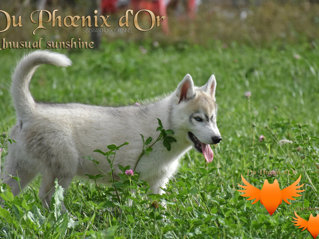 Picture of Unusual Sunshine du Phoenix d'or