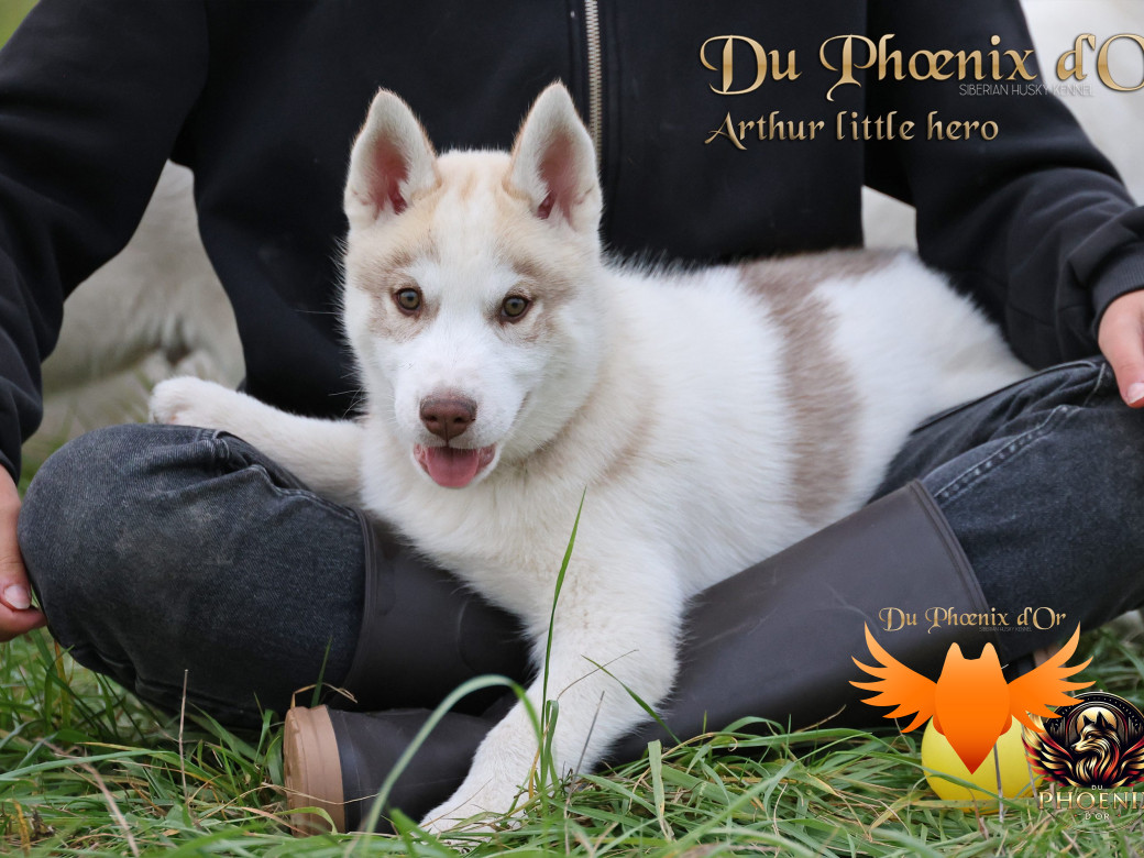 Photo 41 de Mâle 2 - Taïga x Ultra (Août 2025)