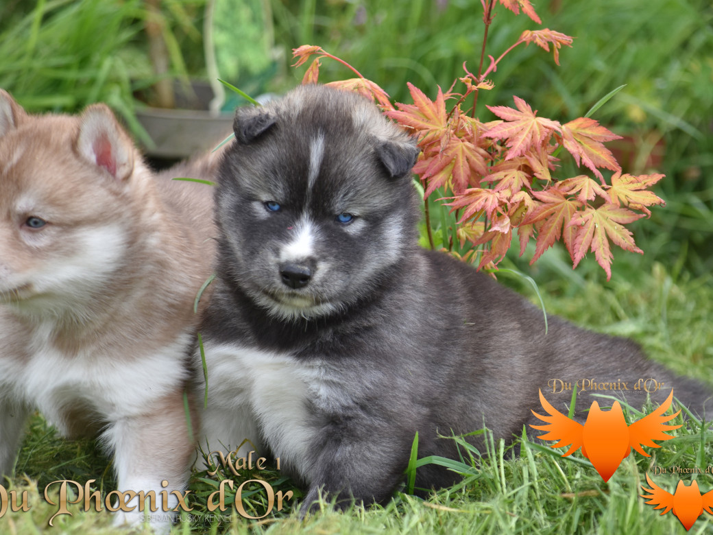 Picture of Vulcan du Phoenix d'or - Moon & Shiiro