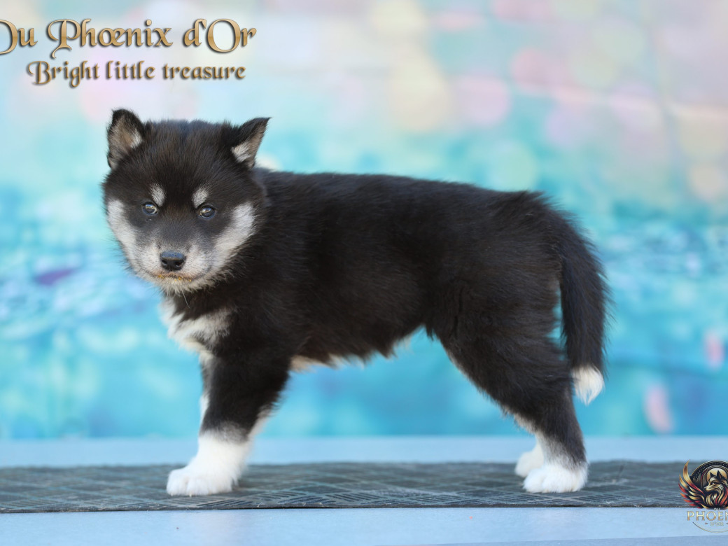 Photo 14 de Femelle 1 - Serena x Ragnar (Février 2026)