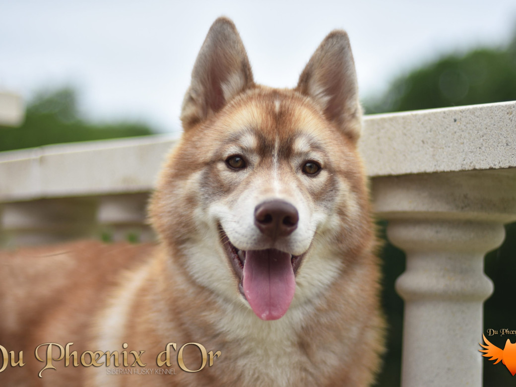 Photo 32 de Unix ultime touch the stars Du Phoenix D'Or