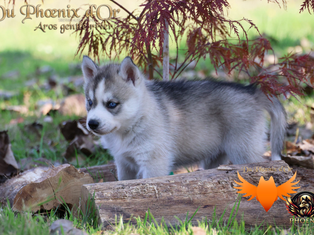 Photo 12 de Mâle 4 - Twilight x Yoshi (Août 2025)