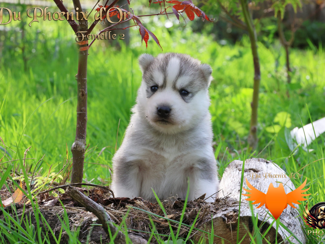 Photo 3 de Femelle 2 - Sweetie x Toruk (Septembre 2025)