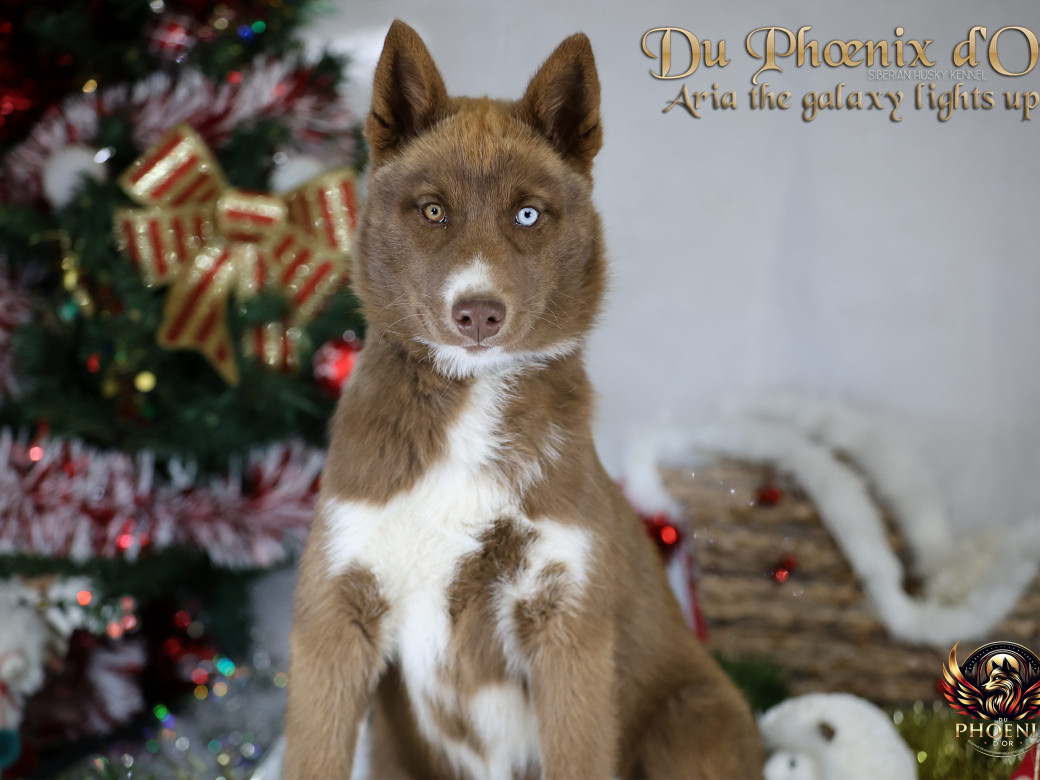 Photo 6 de Femelle 4 - Taïga x Ultra (Août 2025)