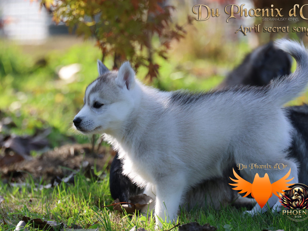 Photo 25 de Femelle 2 - Sweetie x Toruk (Septembre 2025)