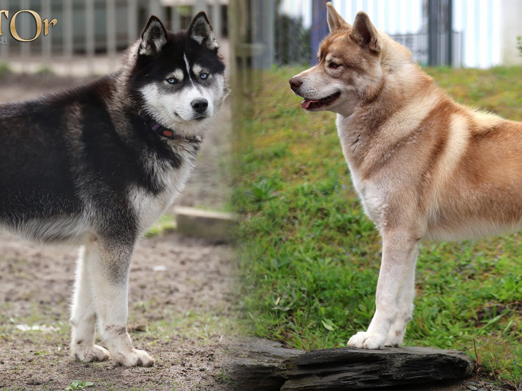 Photo 6 de Unix ultime touch the stars Du Phoenix D'Or