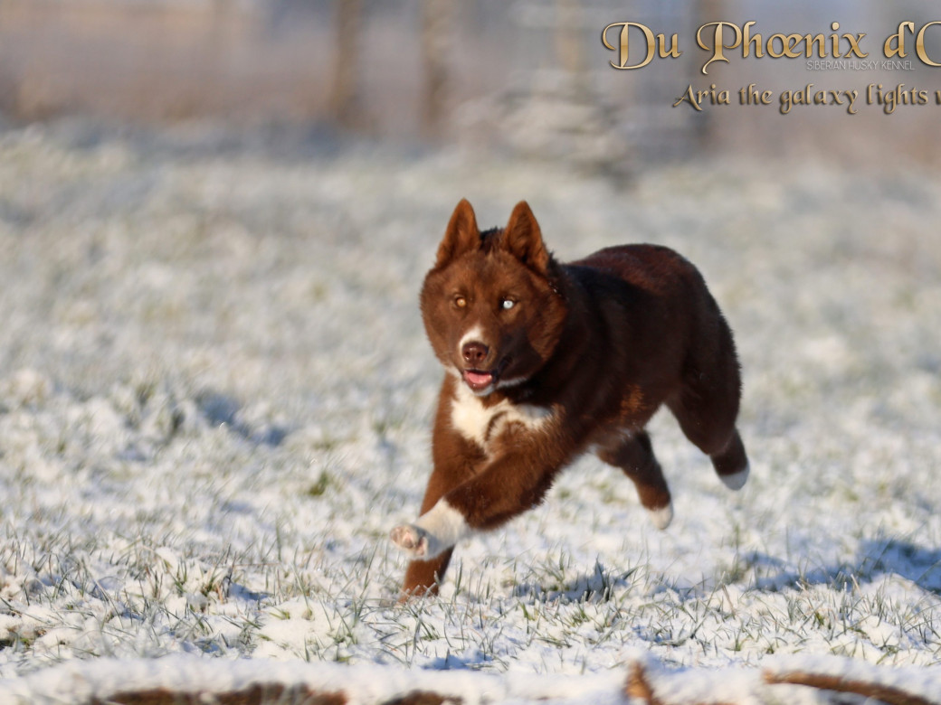 Photo 5 de Femelle 4 - Taïga x Ultra (Août 2025)