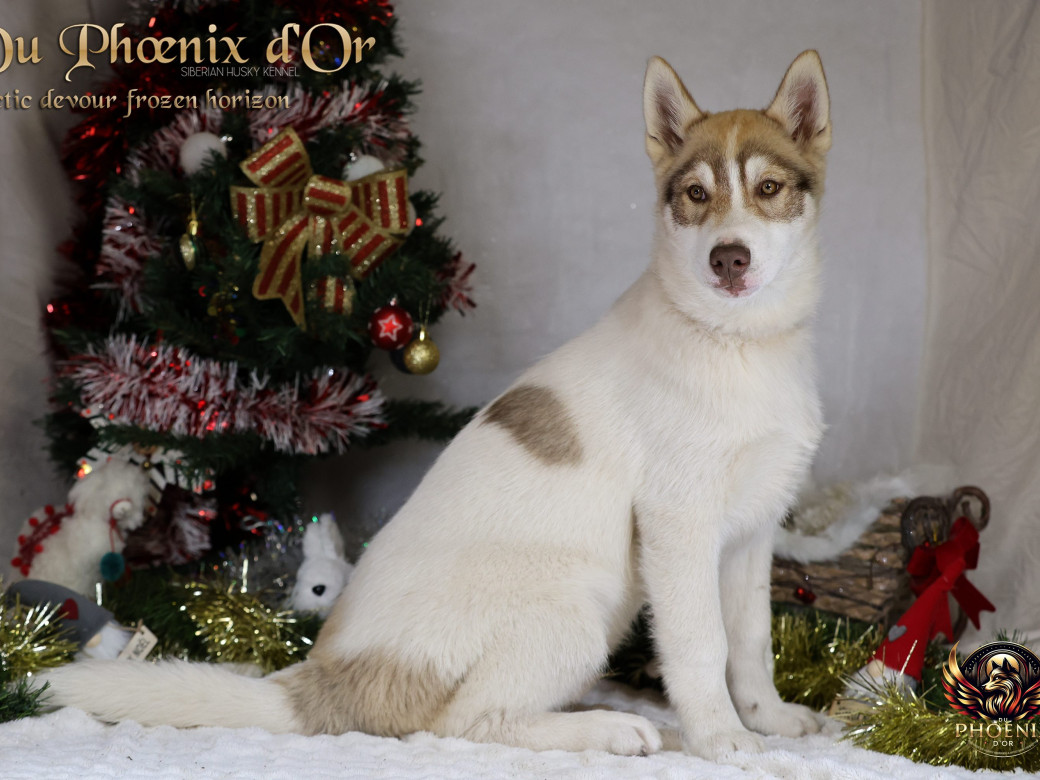 Photo 14 de Mâle 1 - Taïga x Ultra (Août 2025)