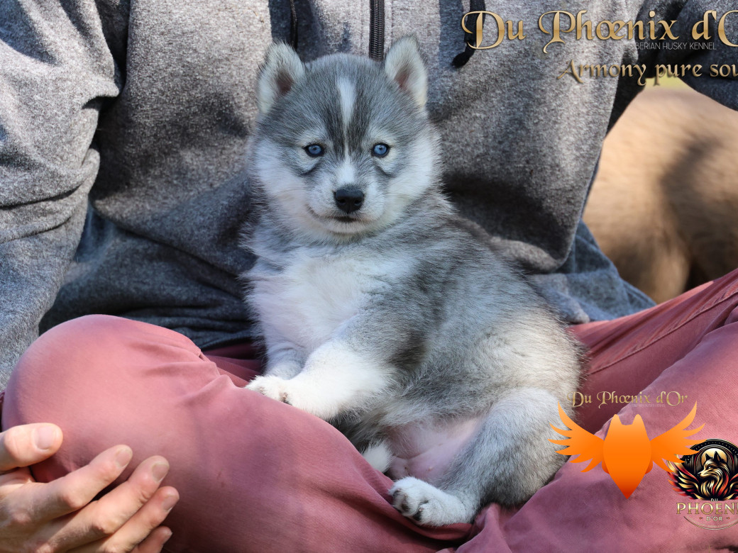 Photo 10 de Femelle 3 - Sweetie x Toruk (Septembre 2025)