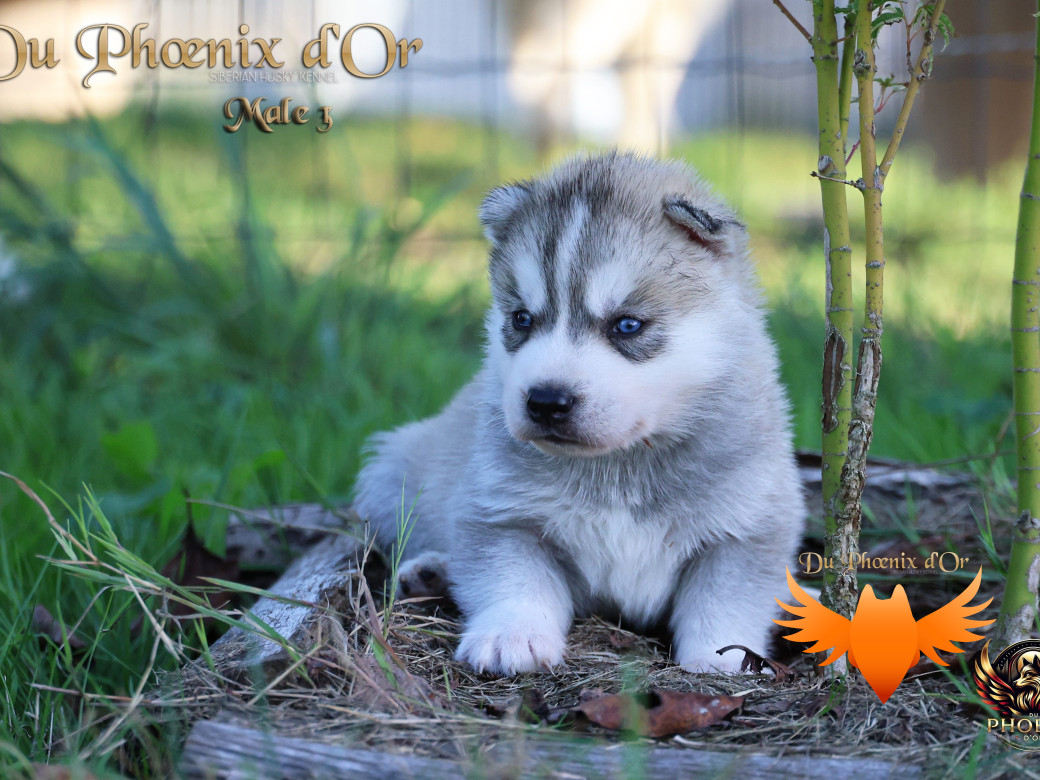 Photo 21 de Mâle 3 - Twilight x Yoshi (Août 2025)