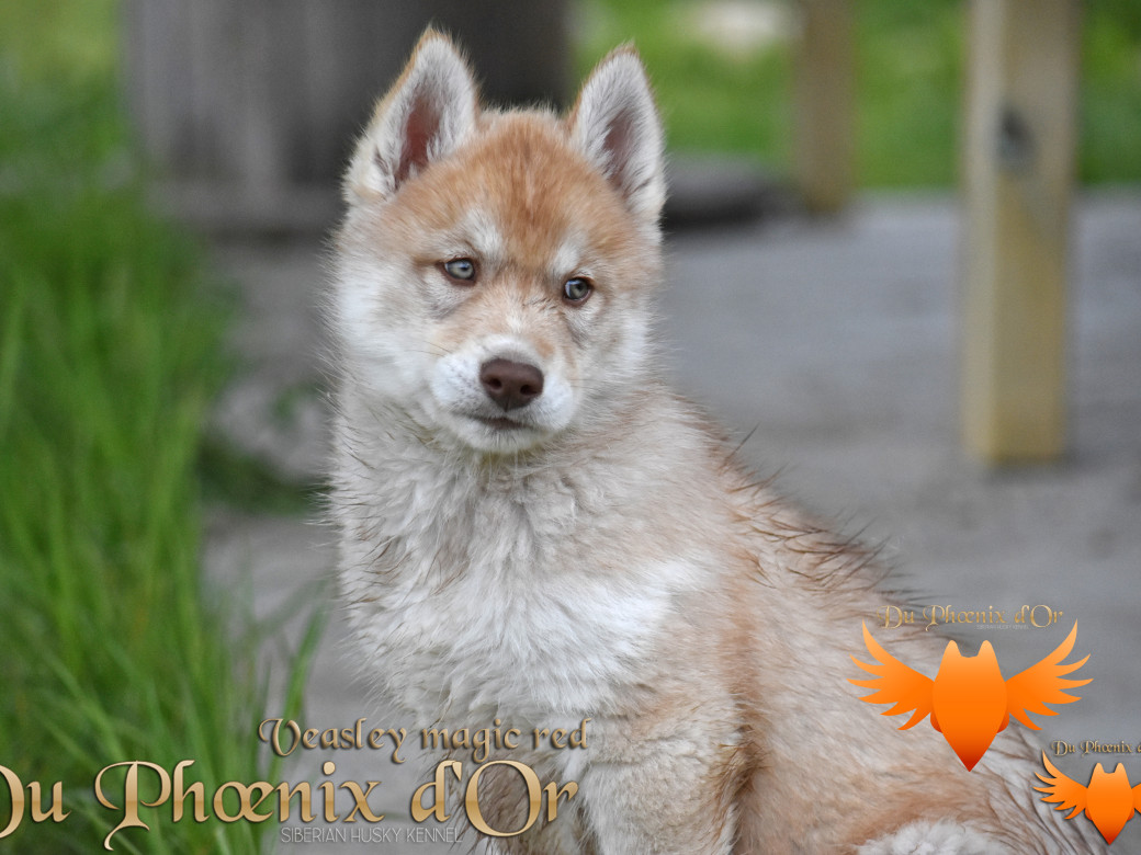 Picture of Veasley magic red du Phoenix d'or - Moon & Shiiro