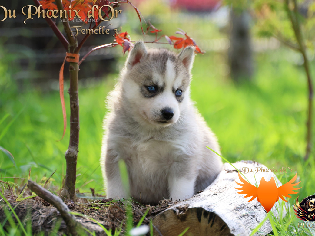 Photo 12 de Femelle 3 - Twilight x Yoshi (Août 2025)