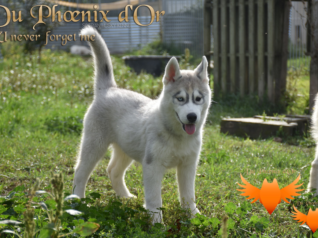 Picture of U never forget me du Phoenix d'or (Ustang)