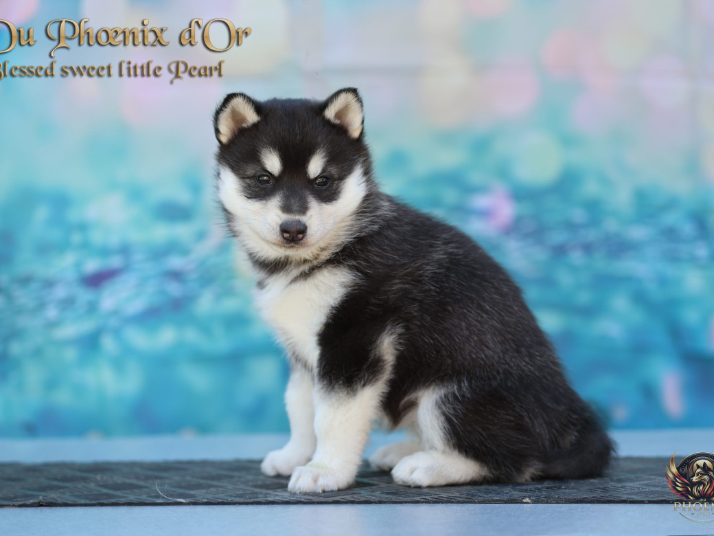 Photo 10 de Femelle 2 - Serena x Ragnar (Février 2026)