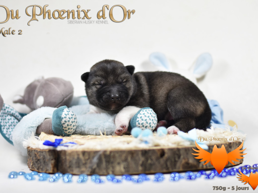 Picture of Vegas 'stars du Phoenix d'or - Moon & Shiiro