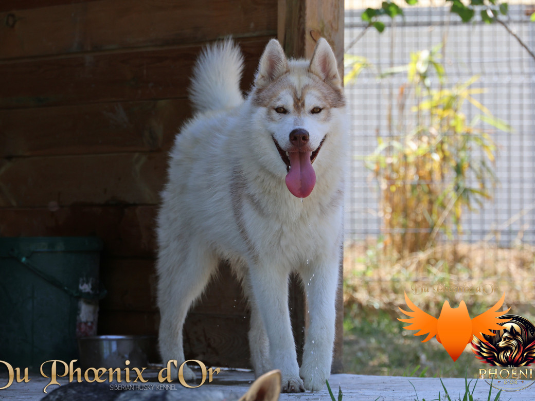 Photo 12 de Viking leader's pack - Portée Serena et Moky