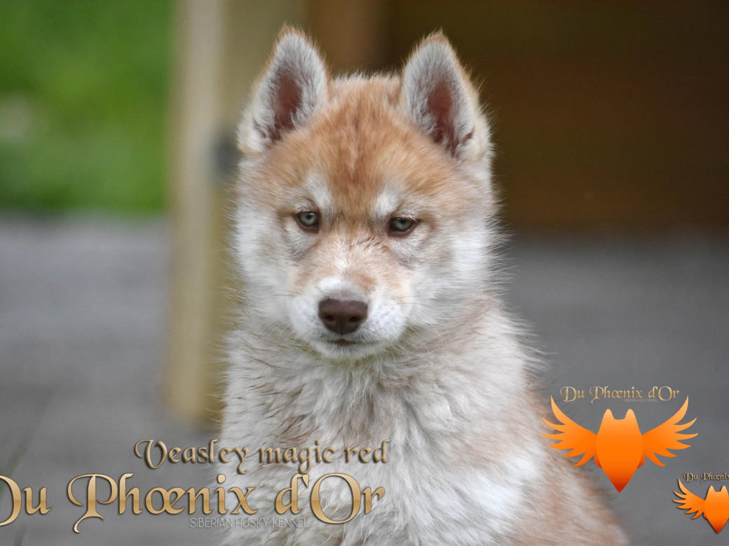 Veasley magic red du Phoenix d'or - Moon & Shiiro