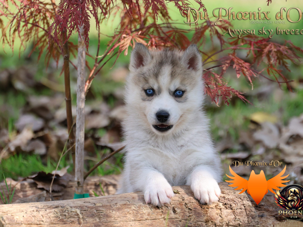 Photo 3 de Femelle 3 - Twilight x Yoshi (Août 2025)