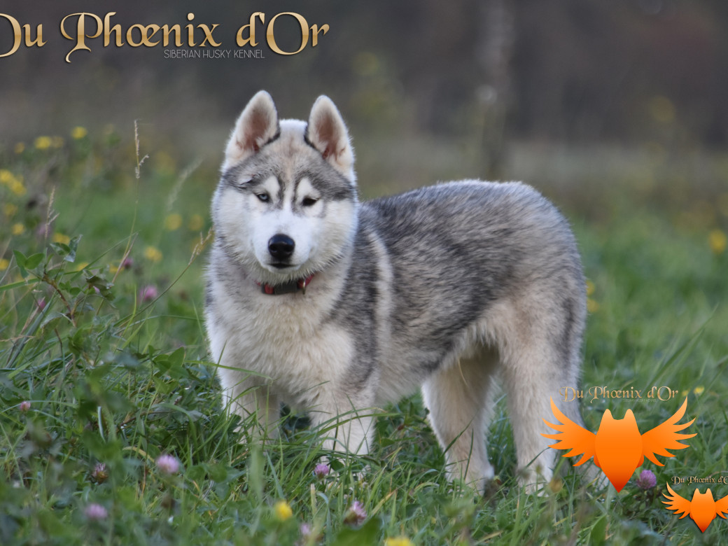 Picture of U never forget me du Phoenix d'or (Ustang)
