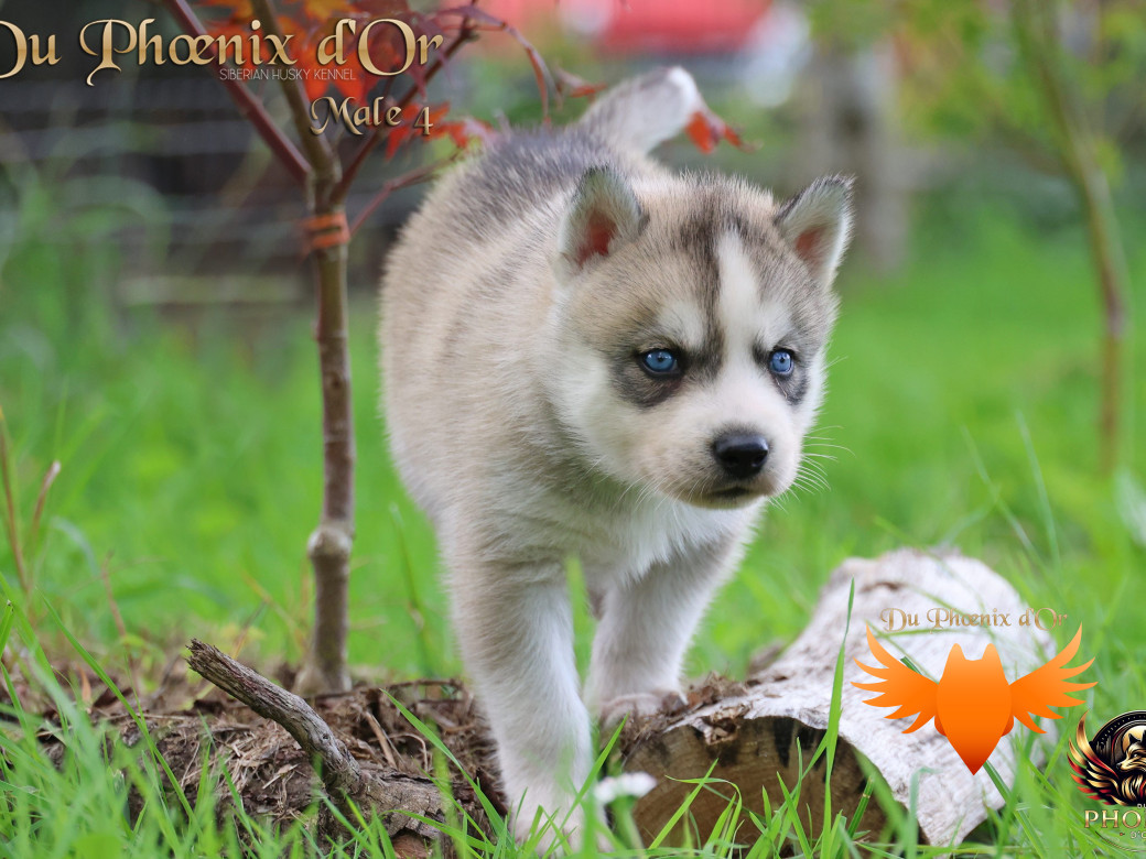 Photo 25 de Mâle 4 - Twilight x Yoshi (Août 2025)
