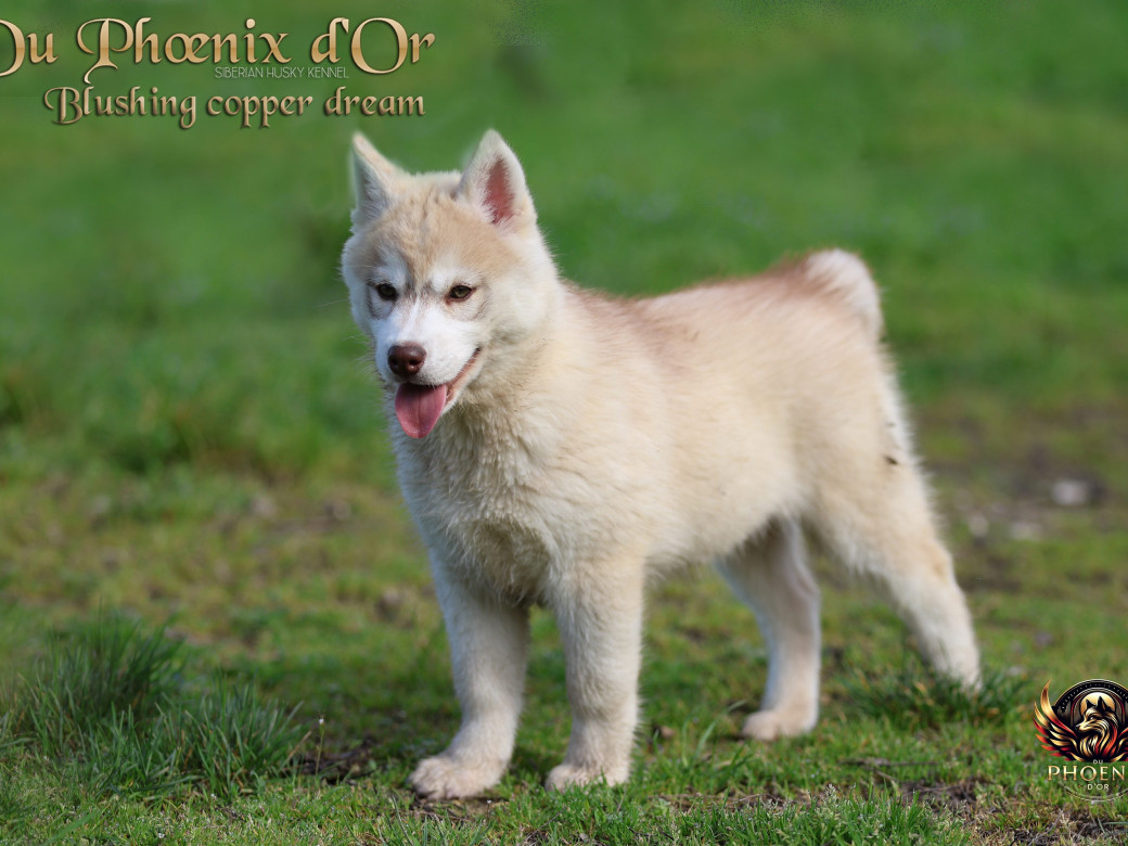 Photo 13 de Femelle 1 - Pandora x Moky (Janvier 2026)
