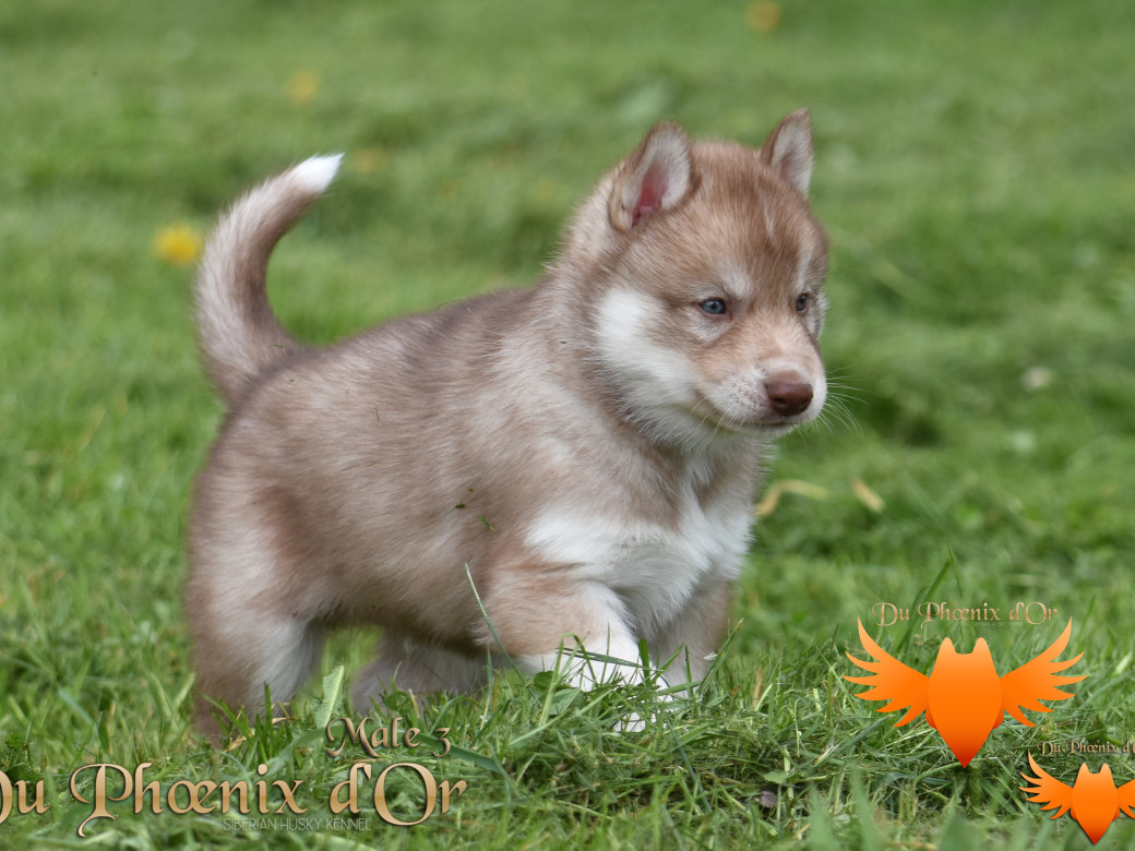 Picture of Veasley magic red du Phoenix d'or - Moon & Shiiro