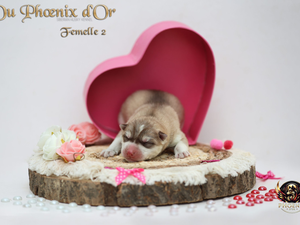 Photo 5 de Femelle 2 - Shana x Unix (Mars 2026)