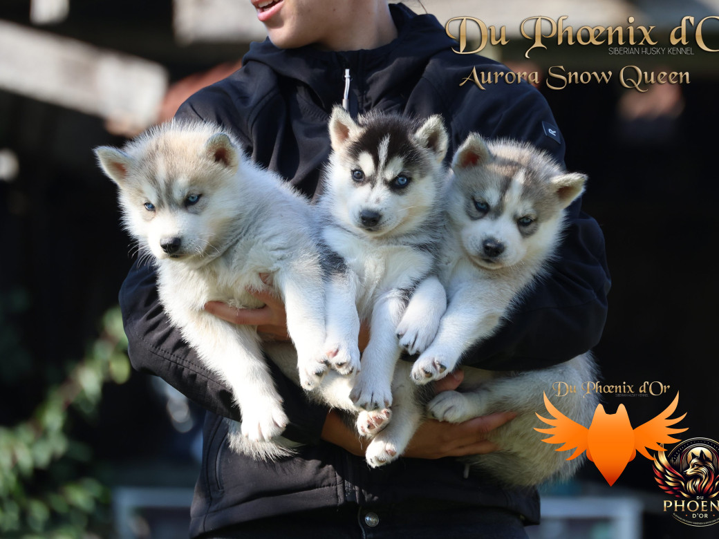 Photo 4 de Femelle 2 - Twilight x Yoshi (Août 2025)