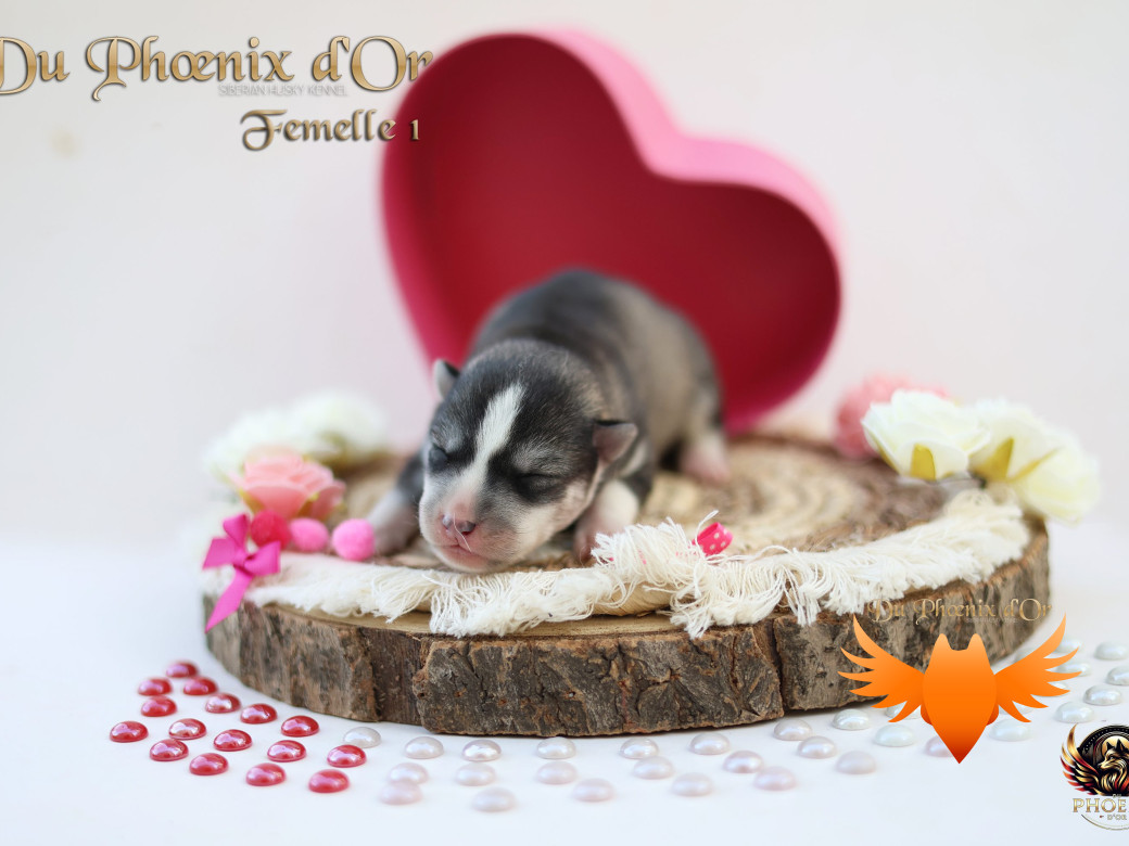 Photo 6 de Femelle 1 - Sweetie x Toruk (Septembre 2025)