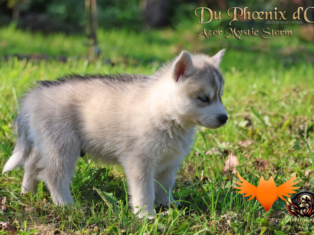 Photo 15 de Mâle 3 - Twilight x Yoshi (Août 2025)