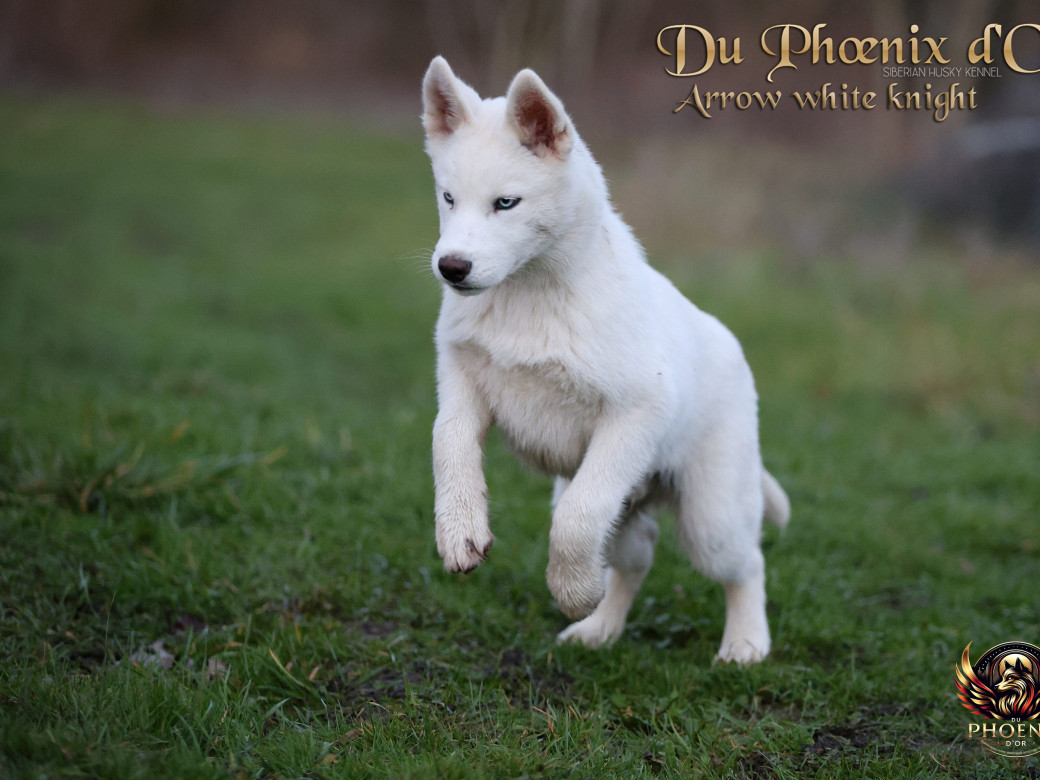 Photo 14 de Mâle 2 - Twilight x Yoshi (Août 2025)