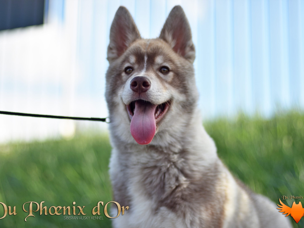 Photo 43 de Unix ultime touch the stars Du Phoenix D'Or