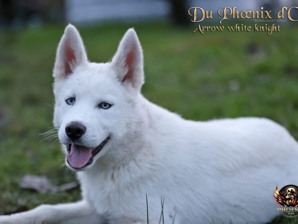 Photo 12 de Mâle 2 - Twilight x Yoshi (Août 2025)