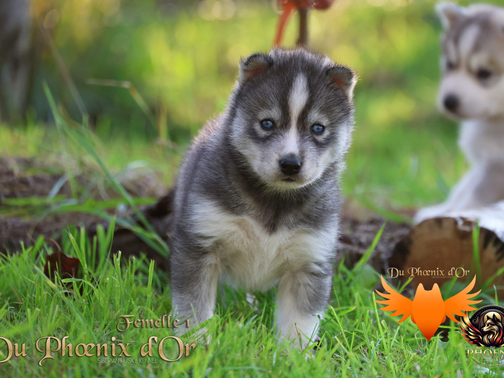 Photo 1 de Femelle 1 - Sweetie x Toruk (Septembre 2025)