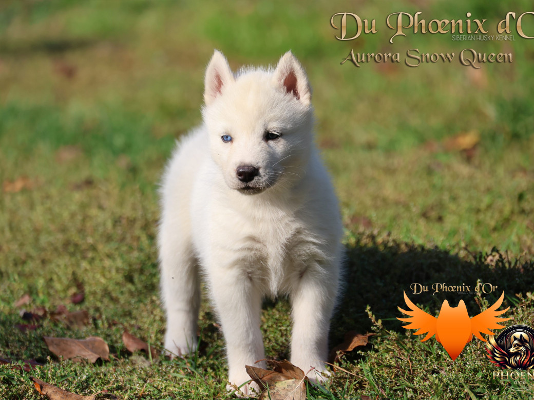 Photo 10 de Femelle 1 - Twilight x Yoshi (Août 2025)