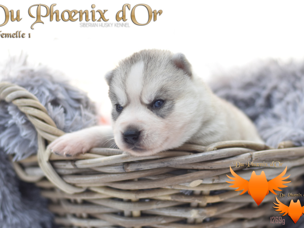 Picture of Unlock the way to love du Phoenix d'or
