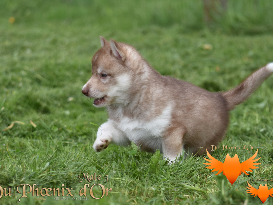 Picture of Veasley magic red du Phoenix d'or - Moon & Shiiro