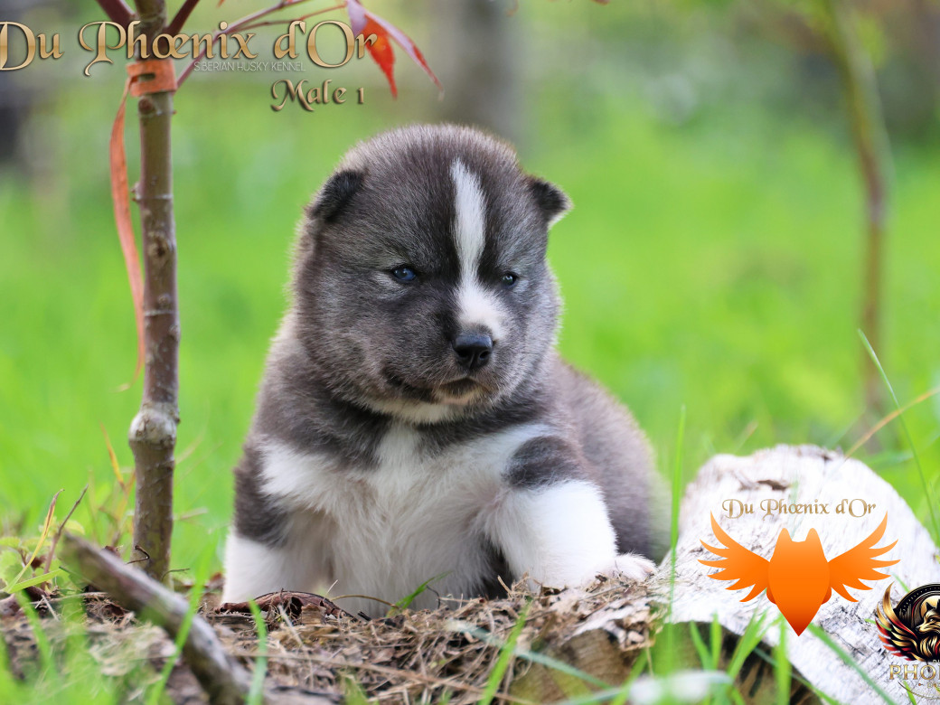 Photo 2 de Mâle 1 - Sweetie x Toruk (Septembre 2025)